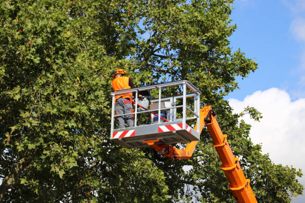 How Our Tree Care Process Works  in Lemon Grove, CA